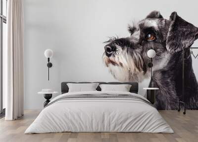 Small black and white miniature schnauzer dog space for text Wall mural