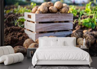 Fresh potatoes in a wooden box in a field. Harvesting organic potatoes. Wall mural