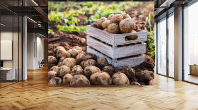 Fresh potatoes in a wooden box in a field. Harvesting organic potatoes. Wall mural