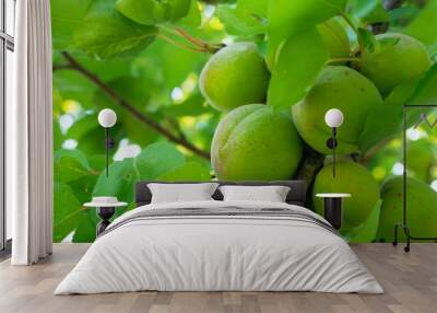 Green unripe apricots on a tree branch. Wall mural