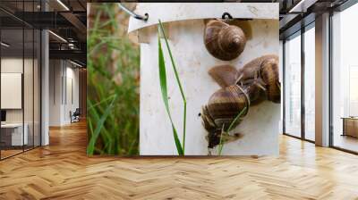 Snails on plastic bucket in the yard. Wall mural