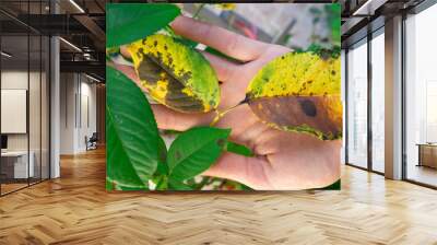 The hand of a female gardener holds a diseased leaf of a rose.v Plant disease. Fungal leaves spot disease on rose bush causes the damage. Fungal disease Black spot of rose caused by Diplocarpon rosae. Wall mural