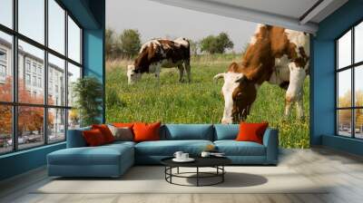 Two Cows grazing in green meadow Wall mural