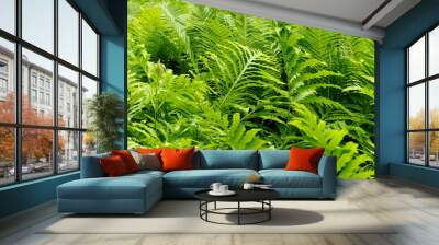 many green leaves of fern bushes in forest . green background nature side view Wall mural