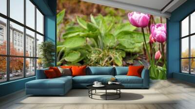 on the right are two bright pink with white edges large buds of Arabian mystery tulips growing in the garden among the greenery side view. bright spring flowers Wall mural