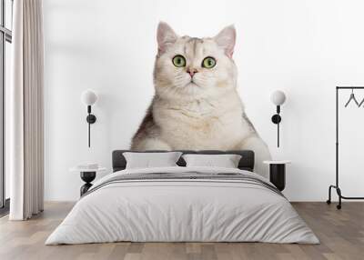 Cute white cat peeks out with front paws because of something . Copy space. Mock up Wall mural