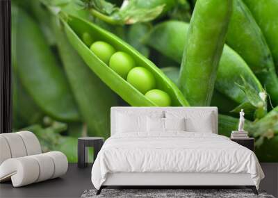 New harvest of fresh ripe green peas. legumes.Green peas and pea pods on wooden background.Close-up Wall mural