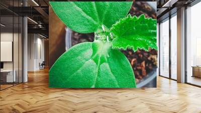 Close-up of a green cucumber sprout in a plastic pot. Wall mural