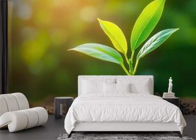 Young Green Plant Sprouting in Soil with Sunlight Wall mural