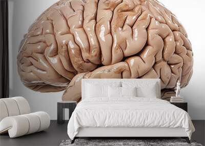 human brain isolated on white Wall mural