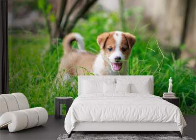 Cute puppy dog on green grass. Natural portrait of little pet looking at the photo. Wall mural