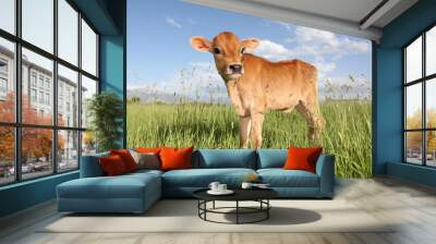 baby cow standing in field of long grass Wall mural