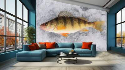 fresh caught yellow perch on lake ice Wall mural