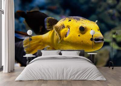 Cute yellow puffer fish swimming through the reef Wall mural