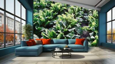 Sugar Beets Wall mural