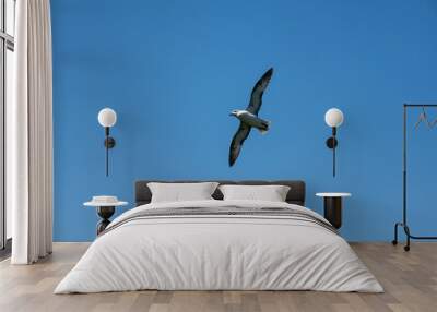 Juvenile Fulmar bird soaring above the sea in Cornwall UK Wall mural