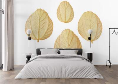 Tree leafs isolated  on  white  background Wall mural