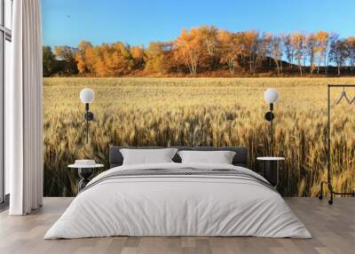 field in autumn Wall mural