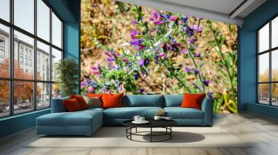 Planta viborera con bonitos colores en su flores Wall mural