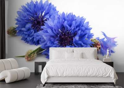 Blue Cornflower Herb or bachelor button flower head isolated on white background cutout Wall mural