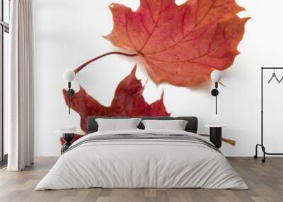 colorful autumn maple leaf isolated on white Wall mural