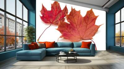 colorful autumn maple leaf isolated on white Wall mural