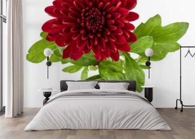 Red chrysanthemum flower isolated on white background Wall mural