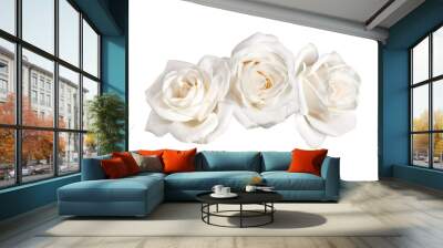 Three white rose flowers isolated on white background cutout Wall mural