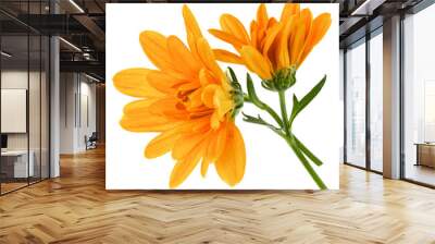 two chrysanthemum flower heads with green stem isolated on white background closeup. Garden flower, no shadows, top view, flat lay. Wall mural