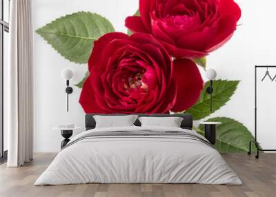 two red rose flowers  isolated with leaves on white background cutout Wall mural