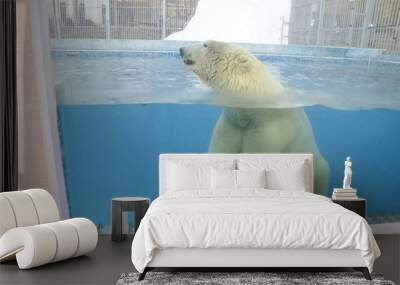 polar bear in a pool under glass in a zoo Wall mural