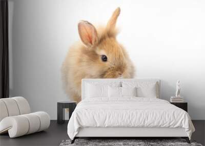 Brown adorable baby rabbit on white background. Wall mural