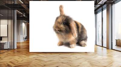 Brown adorable baby rabbit on white background Wall mural