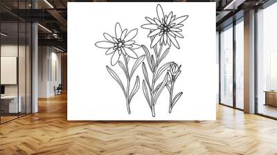 Edelweiss flower. Mountain plant. Hand drawn vector illustration in sketch style. Wall mural