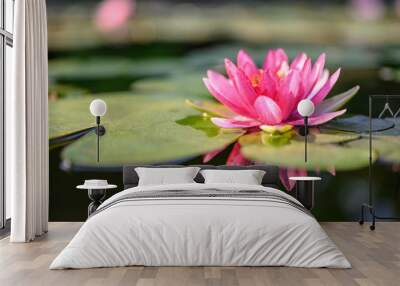 beautiful lotus flower on the water after rain in garden. Wall mural