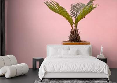 Dwarf cycads in white ceramic pots on a pink background. Wall mural