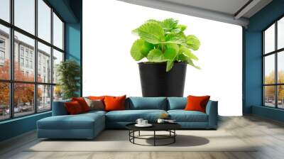 Peppermint plant in black pot isolate on white background. Wall mural