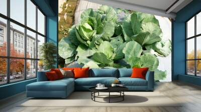 gardening Vegetable farming, organic cabbage cultivation Wall mural