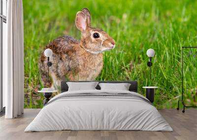 A cottontail rabbit (Sylvilagus) sitting in the grass in Kansas. Wall mural