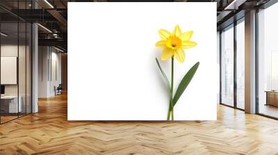 A single yellow daffodil on a white background Wall mural