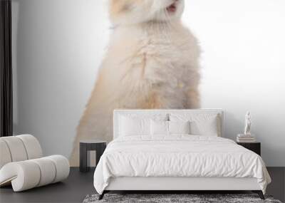 Three-colored new-born rabbit standing and looking at the top. Studio shot, isolated on white background Wall mural