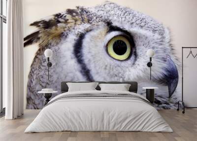 A close up of an owl with The eyes Wall mural