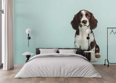 A playful English Springer Spaniel puppy sitting on a light solid color background, looking curiously at the camera Wall mural