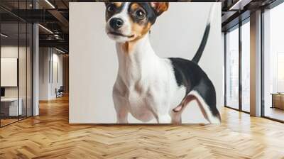 A Toy Fox Terrier in a standing position, with its ears perked up and tail wagging, set against a minimalistic light color background Wall mural