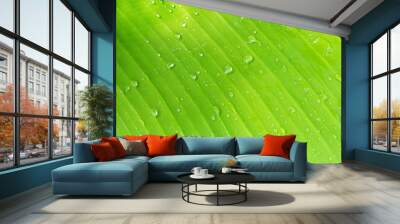 Banana leaf texture background in the green style Wall mural