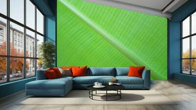 Banana leaf texture background in the green style Wall mural