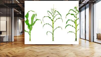 Corn plant  growing isolated on white background for garden design Wall mural