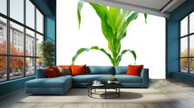 corn plant isolated on a white background with clipping paths for garden design Wall mural