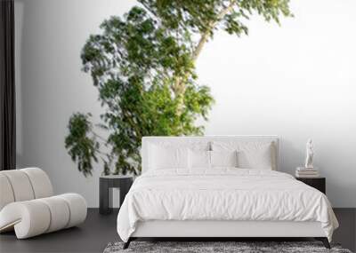 Eucalyptus tree isolated on white background Wall mural