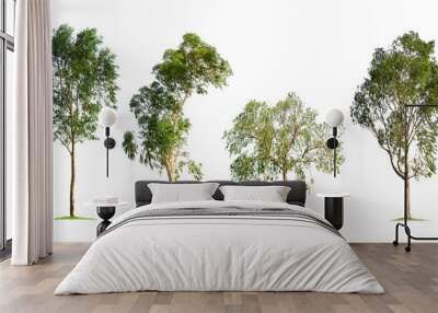 Eucalyptus tree isolated on white background Wall mural